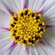 Brian Marcer - Cosmos